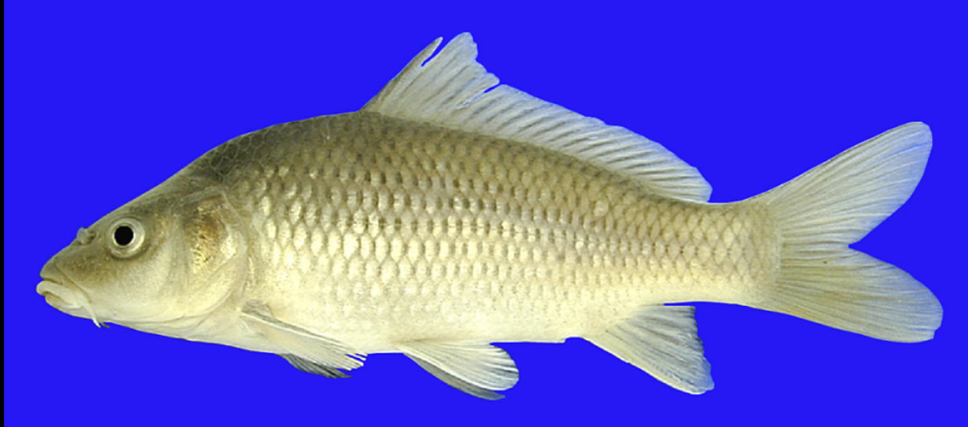 <p>origin: Asia</p><p>effect: increase turbidity</p><p>introduction: aquaculture farms</p><p>distribution: Great Lakes, Mississippi River</p><p>importance: lots of nutrients</p><p>ecology: few natural predators, fast reproduction</p><p>life: 16+ years</p><p>feeding: plankton</p>