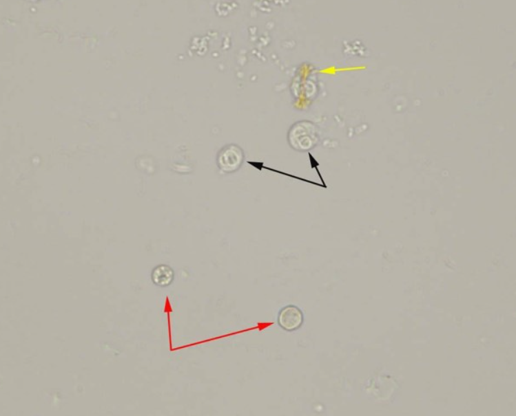 term image