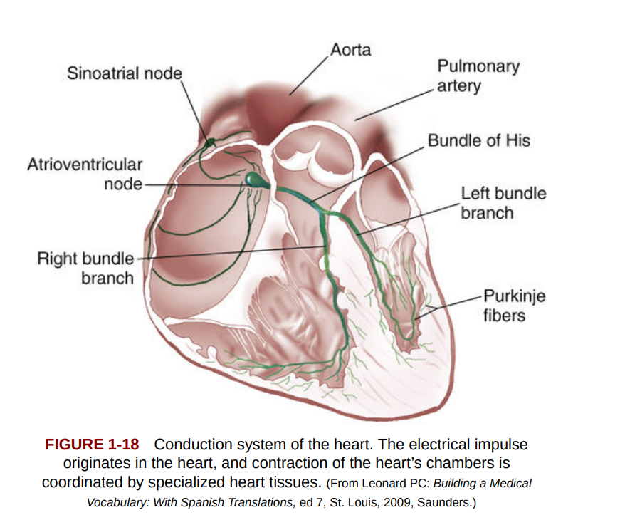 conduction system of the heart