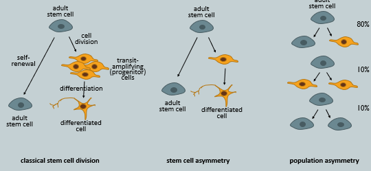 <p>To maintain tissue homeostasis, the stem cell pool must be preserved while also producing cells for differentiation. This balance is achieved through three modes of division:</p><ol><li><p><strong>Classical Stem Cell Division (Symmetric Differentiation):</strong> A stem cell divides to produce 2 transit-amplifying progenitor cells, which then proliferate and differentiate. To maintain the stem cell pool, another stem cell must self-renew to produce two stem cells.</p></li><li><p><strong>Stem Cell Asymmetry (Asymmetric Division):</strong> A single stem cell divides to produce one daughter cell that remains a stem cell (self-renewal) and another daughter cell that is committed to differentiation. This is the most efficient mode, simultaneously maintaining the stem cell and producing a cell for differentiation.</p></li><li><p><strong>Population Asymmetry:</strong> This occurs at the level of the whole stem cell population. Some stem cells undergo asymmetric division (one stem cell and one progenitor) symmetric self-renewal (producing two stem cells), while others undergo symmetric differentiation (producing two progenitor cells). The balance of these events (e.g., 10% self-renewal, 10% differentiation, 80% asymmetric) maintains overall tissue homeostasis.</p></li></ol><p></p>