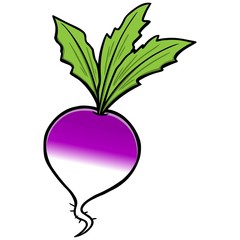 <p>Turnip</p>