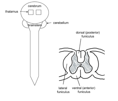 <ul><li><p>originate in cerebral cortex (or cerebral nuclie), descend from brian</p></li><li><p>at least 2 neuron in pathway</p><ul><li><p>upper motor neuron (UMN)</p></li><li><p>lower motor neuron (LMN)</p></li></ul></li><li><p>UMN synapses with LMN directly or with interneurons</p></li></ul><p></p>