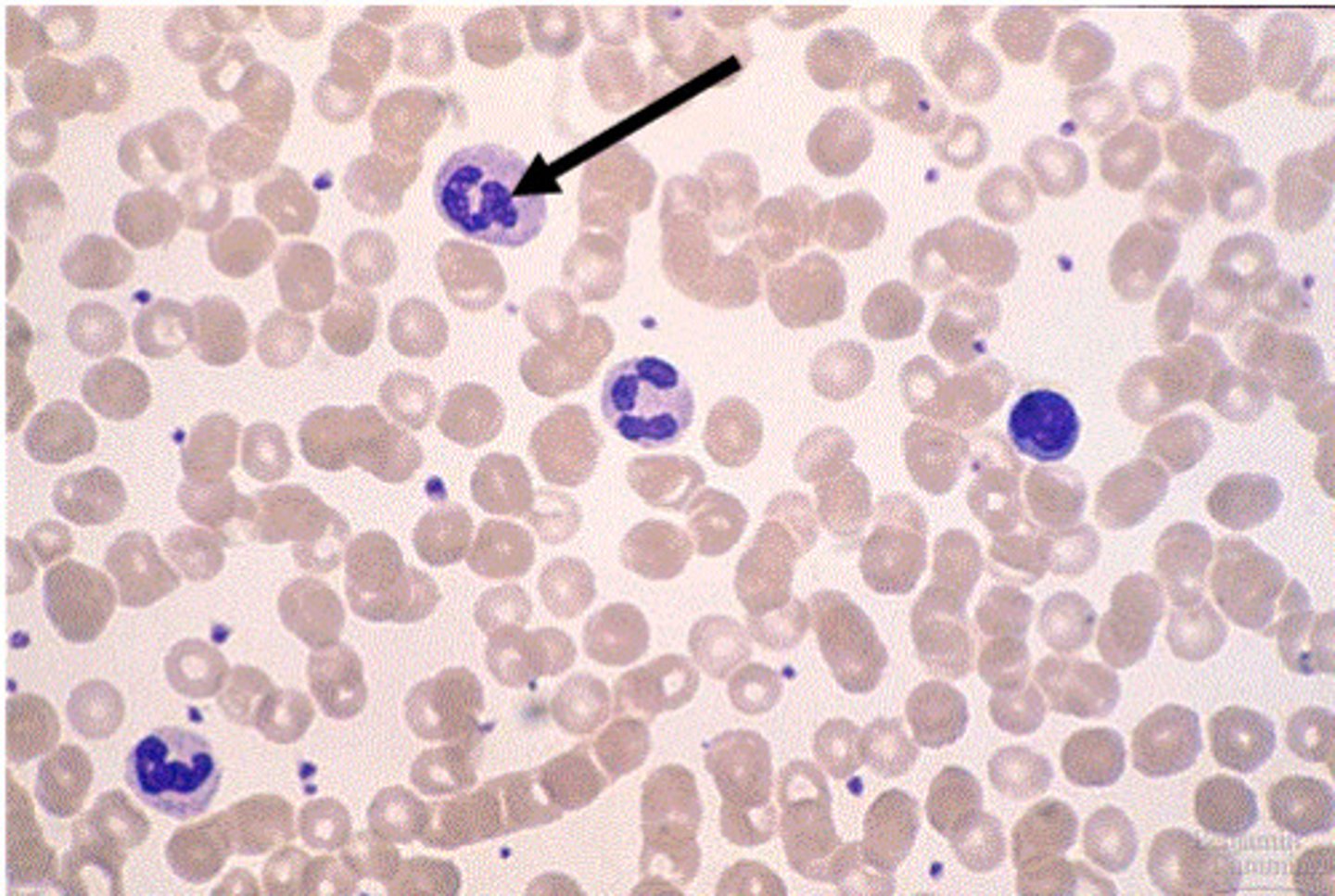 <p>Contains lymphocytes and phagocytes used for phagocytosis and antibody production</p>