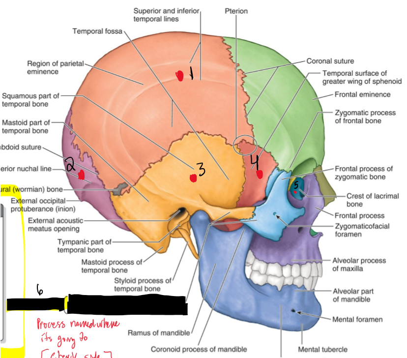 <p>Name the Structure.</p>