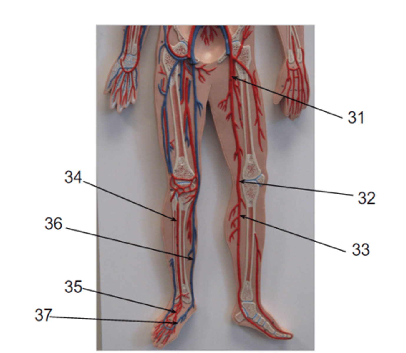 <p>What structure is #34?</p>