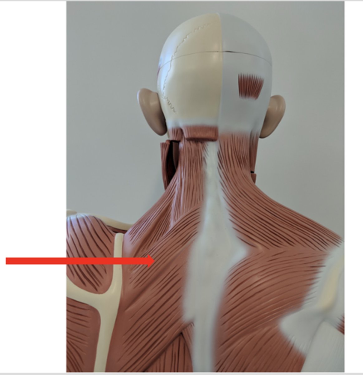 <p>what is this?</p>