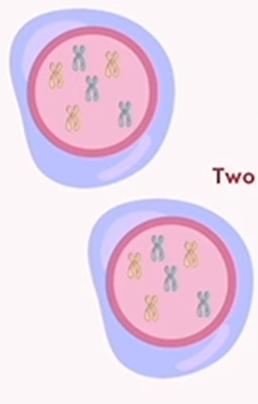 <p>mitosis: cytokinesis</p>