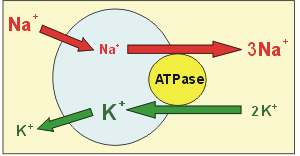 An ion transport protein that generates voltage across a membrane.