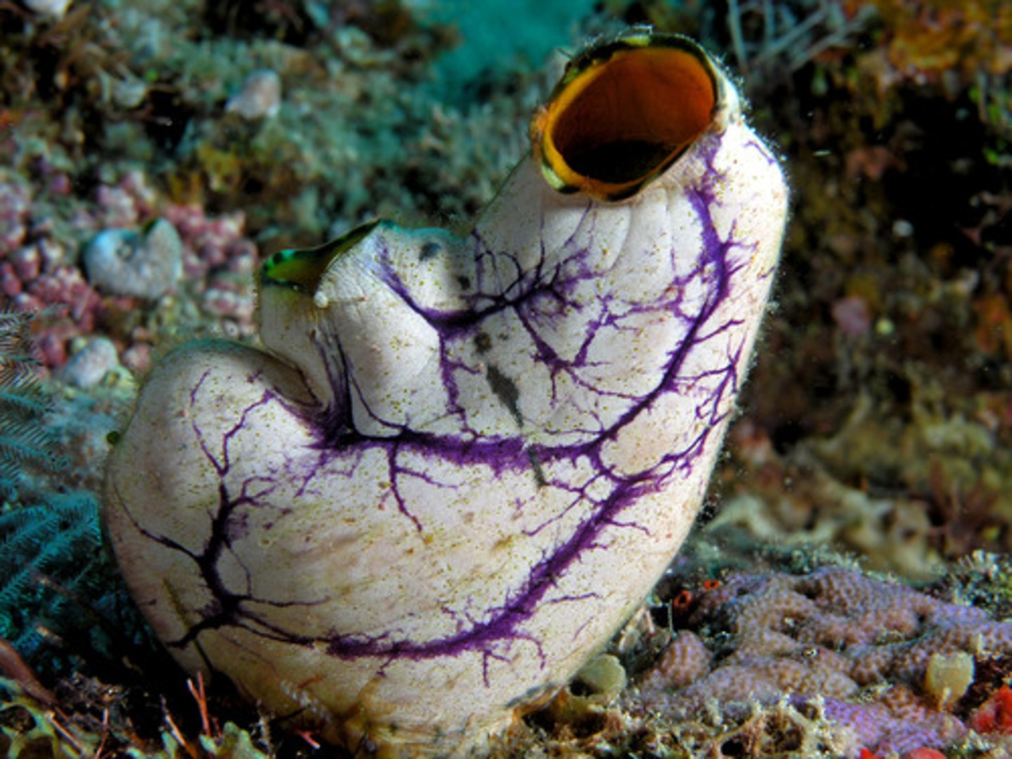 <p>sea squirts</p>