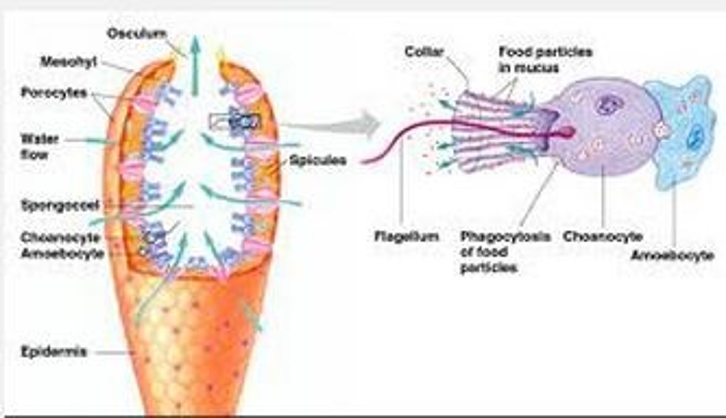 <p>Water current carries food in through the ostia, is captured and directed to the amoebocytes using the coanocytes, the amoebocytes transport the food throughout the sponge, waste is removed and exits through the osculum (opening in the top of the sponge)</p>