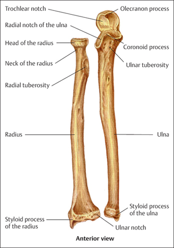 <ul><li><p>head</p></li><li><p>neck</p></li><li><p>radial tuberosity</p></li><li><p>styloid process of radius</p></li></ul><p></p>