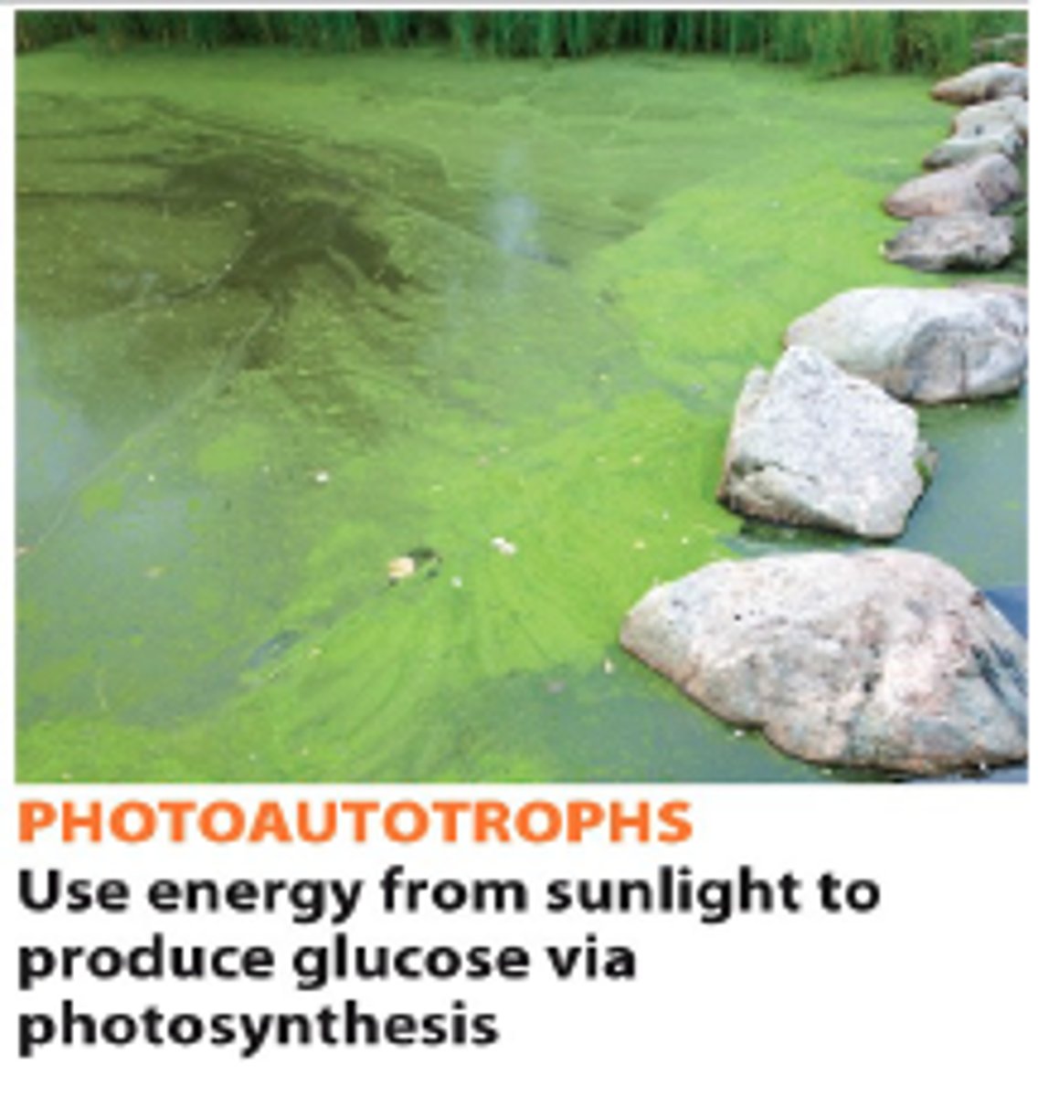 <p>• Use light for energy</p><p>• Make organic substances/carbohydrates via</p><p>photosynthesis</p><p>• Obtain carbon for metabolism through</p><p>consuming inorganic carbon sources (CO2, HCO3)</p><p>• E.g., Bacteria found at the top of a pond</p>