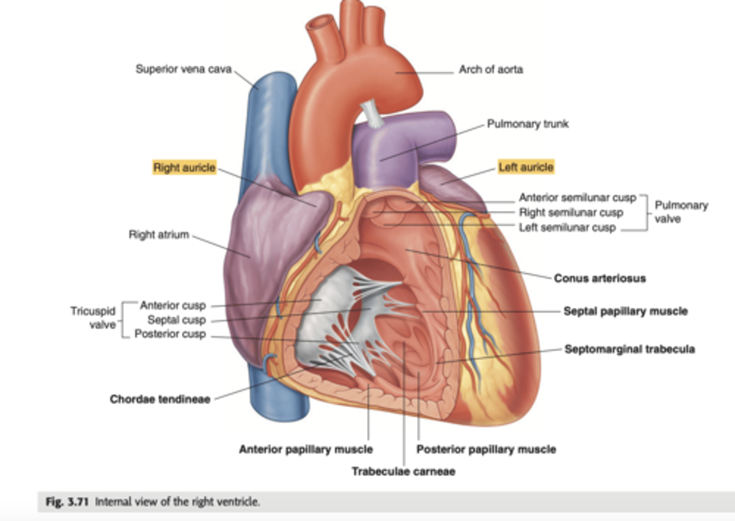 <p>Rough trabeculated region of the atria (Extensions of the atria)</p><p>External portions of the atria, (Real cavities of the right and left atrium being posterior to these auricles)</p><p>ALSO CALLED AURICLES</p>