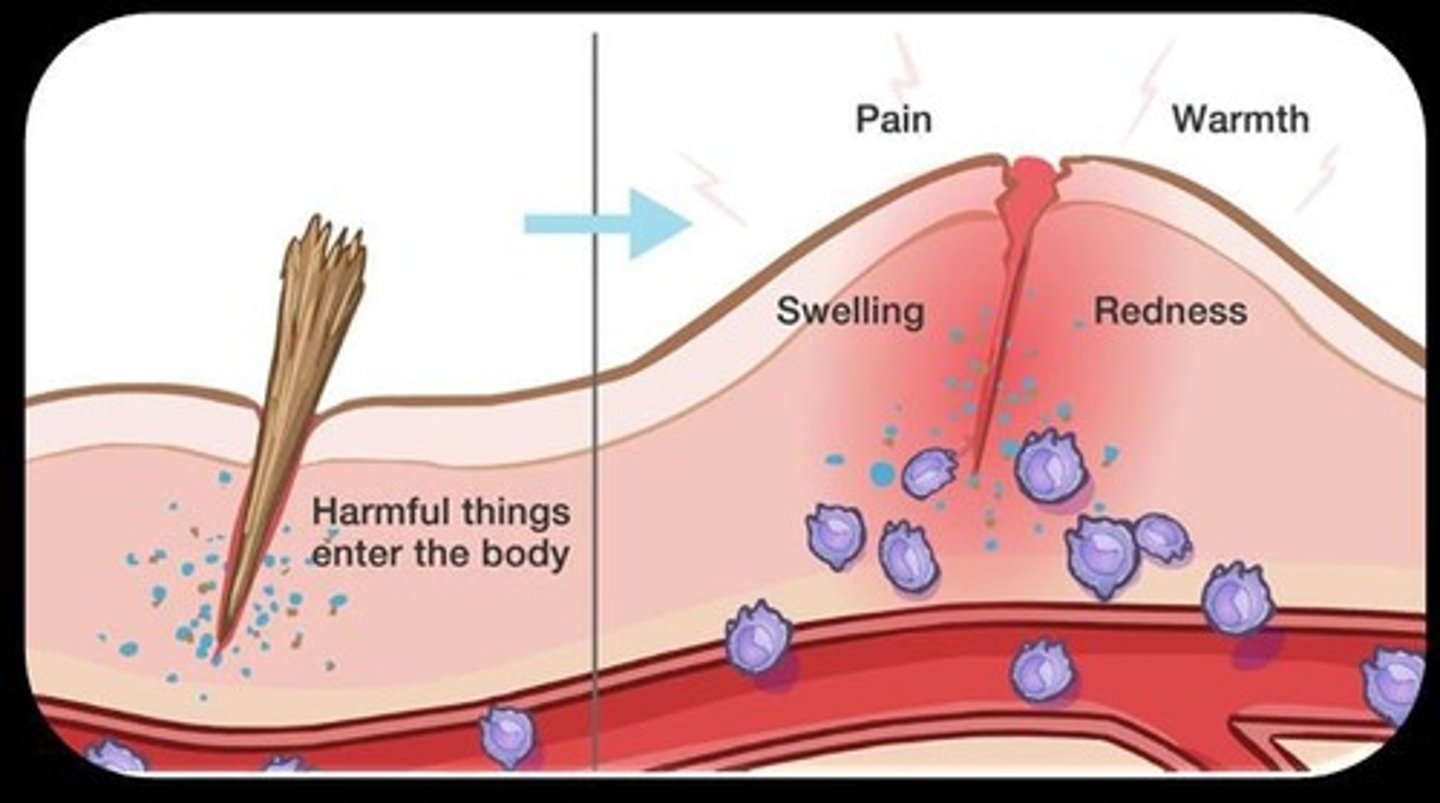 <p>A biological response to harmful stimuli, aimed at removing damaged cells and pathogens.</p>