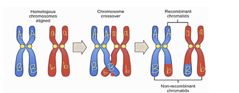 <p>occurs between homologous chromosomes where part of one chromosome exchanges with the corresponding part of its matching partner during prophase I. this produces gametes with new genetic combinations that are different from each other and the precursor cell</p>