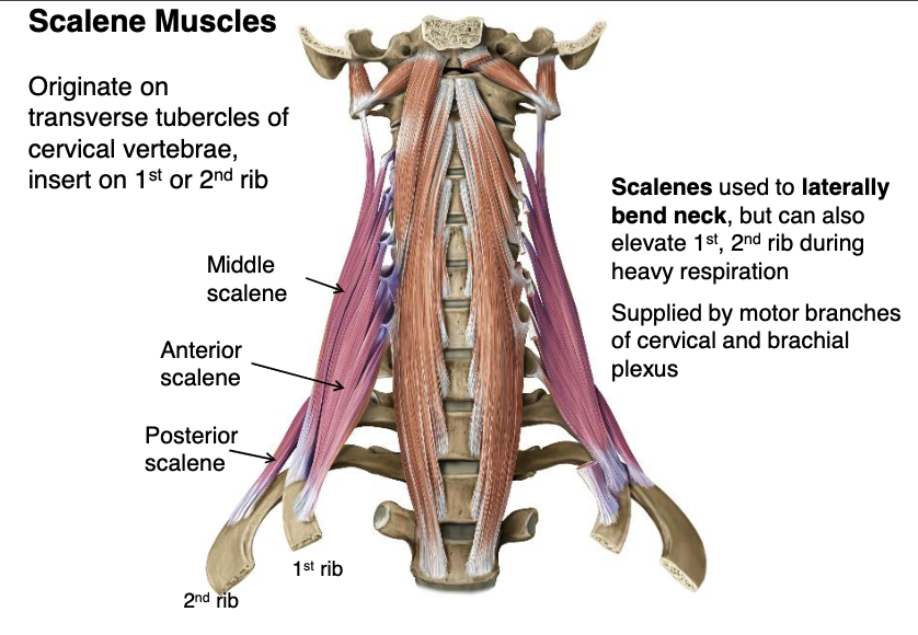 <p>anterior and middle scalene mm.</p>