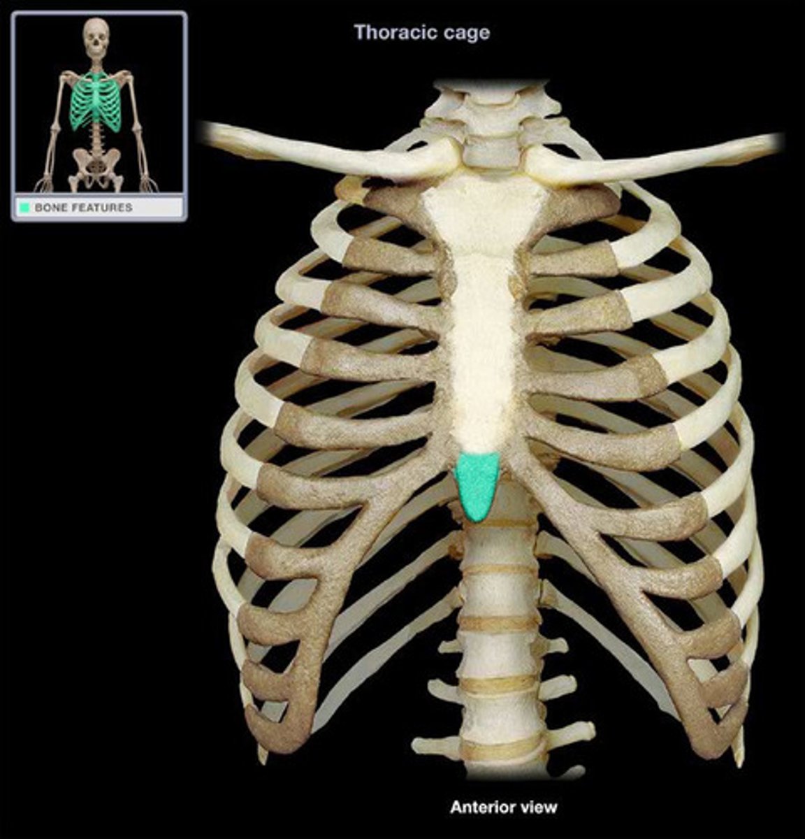 <p>most inferior part of sternum; careful not to break during CPR!</p>