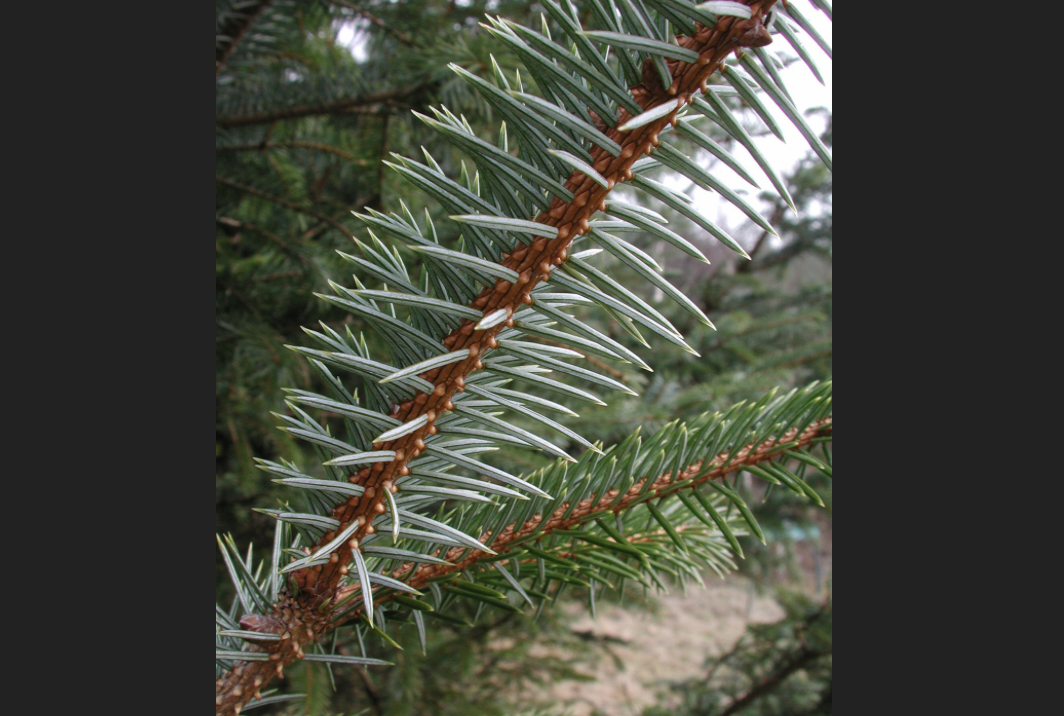 <p>identify by leaves</p>