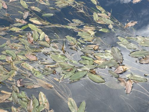 <p>herbaceous, submerged or floating, parallel venation. Spike inflorescence</p>