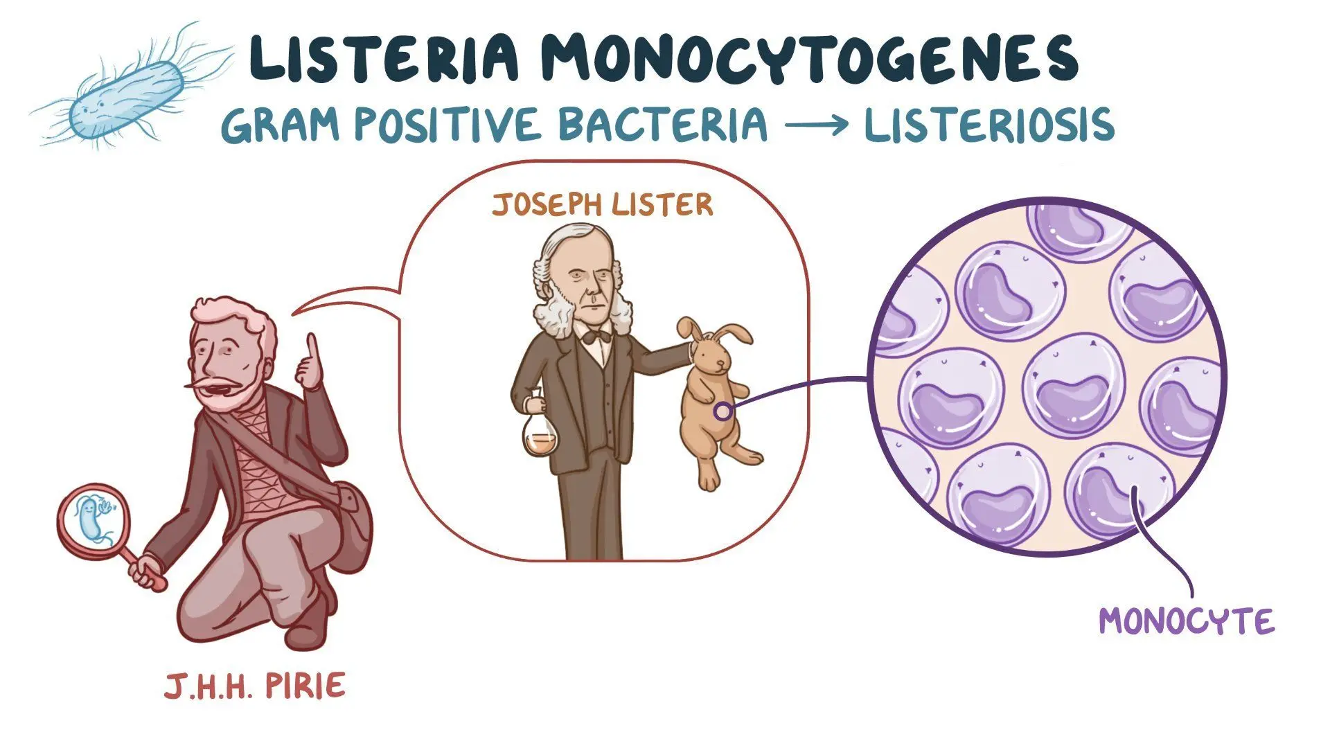 <ul><li><p><strong><u>bacteria Listeria monocytogenes</u>.</strong></p></li></ul><ul><li><p><strong>a foodborne illness.</strong></p></li></ul><ul><li><p>can lead to serious complications, especially in vulnerable populations like pregnant women, the elderly, and those with weakened immune systems (and severe septicemia).</p></li></ul><p></p>
