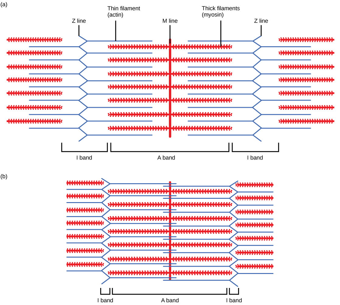 <p>A theory that explains the mechanism of muscle contraction, where the thick and thin filaments slide past each other and move towards the centre of the sarcomere, shortening the muscle fibre.</p>