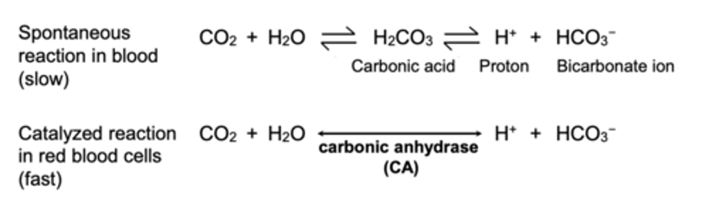 <p>Slow</p><p>Fast</p>