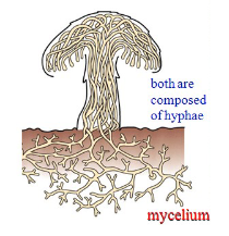 <p>body of a fungus </p><p>made up of hyphae</p>