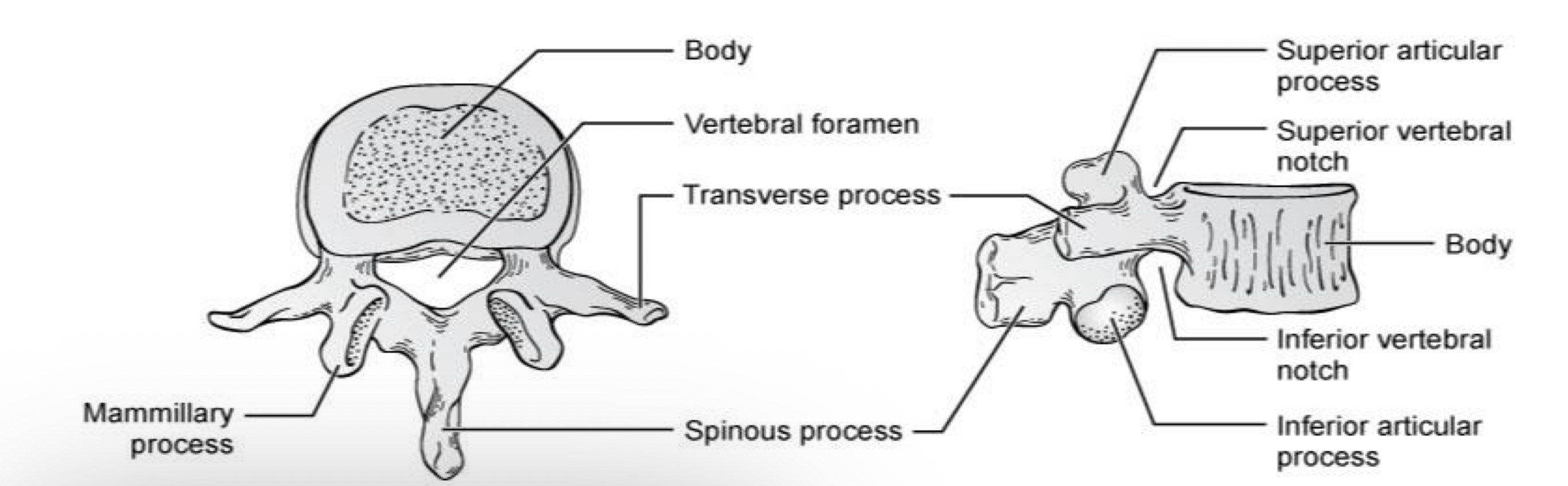 <p>What type of vertebrae is this?</p>