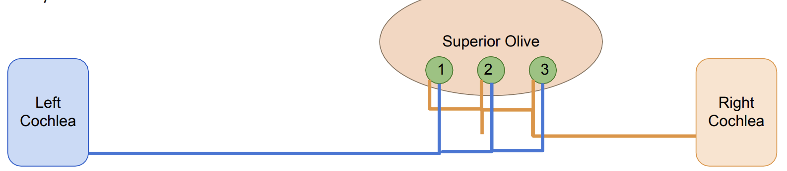 <p>delays in time → arranged in delay lines and tuned for specific time delays</p><p>(Negative delay = sound reached left ear first ;  Positive delay = sound reached right ear first)</p>
