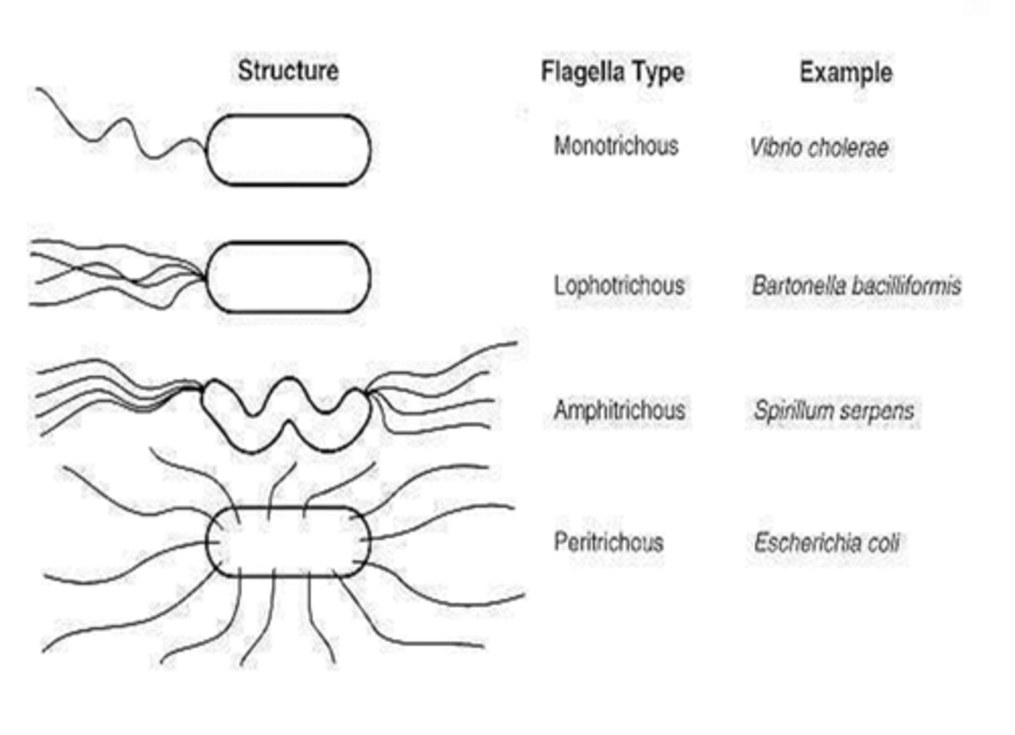<p>monotrichous, lophotrichous, amphitrichous, peritrichous</p>