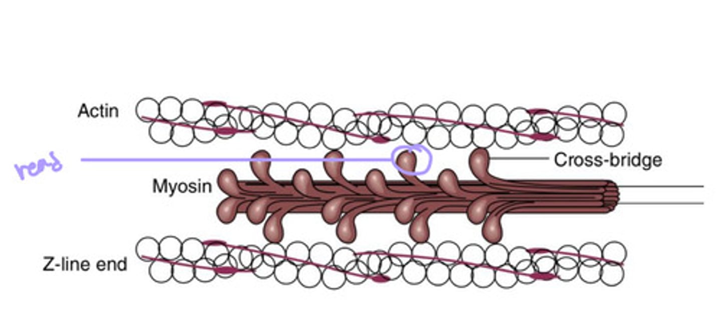 <p>actin (thin) and myosin (thick); 2 globular heads form a crossbridge that interacts with actin during a muscle contraction</p><p>-myosin filaments anchor together at the M-bridge in the center of the sarcomere (H-zone)</p><p>-actin filaments are anchored at the end of the sarcomere (Z-line)</p><p>-the A-band corresponds with the alignment of the myosin filaments</p><p>-the I-band corresponds with the area that contains only actin</p>