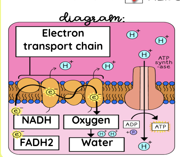 <p>Electron transport chain</p>