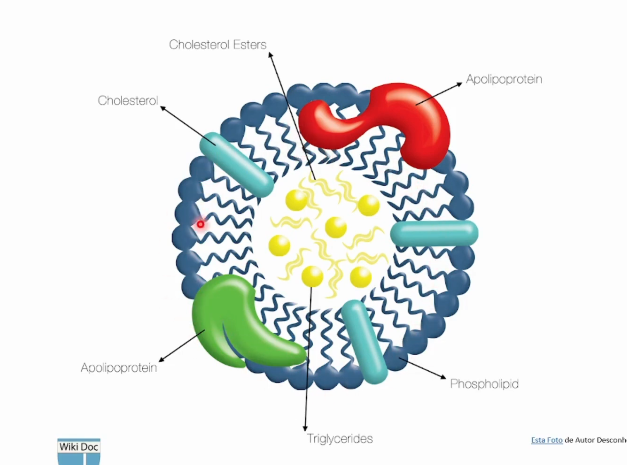 <p>Lipídios são transportados na corrente sanguínea principalmente através de lipoproteínas, que são partículas compostas de lipídios e proteínas, permitindo a solubilização e o transporte eficiente de gordura no plasma sanguíneo. <br>Monocamada de fosfolipídios com moléculas de colesterol livre e apolipoproteínas com função de estabilizar e endereçaras lipoproteínas para os tecidos. <br>Em seu centro possui triglicerídeos e ésteres de colesterol.</p>