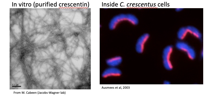 <p><span><span>Crescentin is an intermediate filament-like protein in </span><em><span>Caulobacter crescentus</span></em></span></p>
