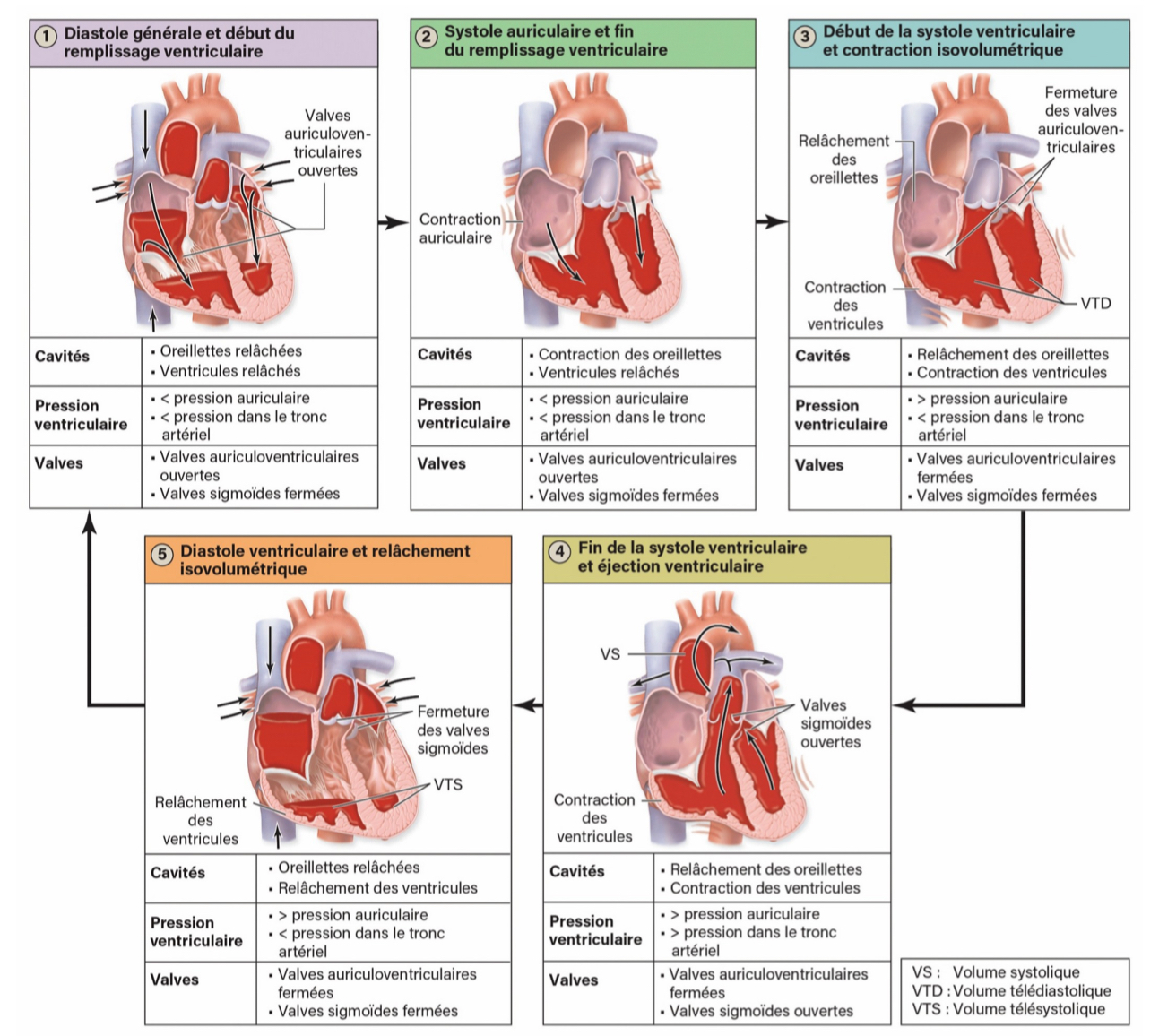 <ol><li><p>pression </p></li><li><p>volume sanguin </p></li></ol><p></p>
