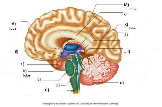 <p>What is letter J (Blue circular organ)</p>