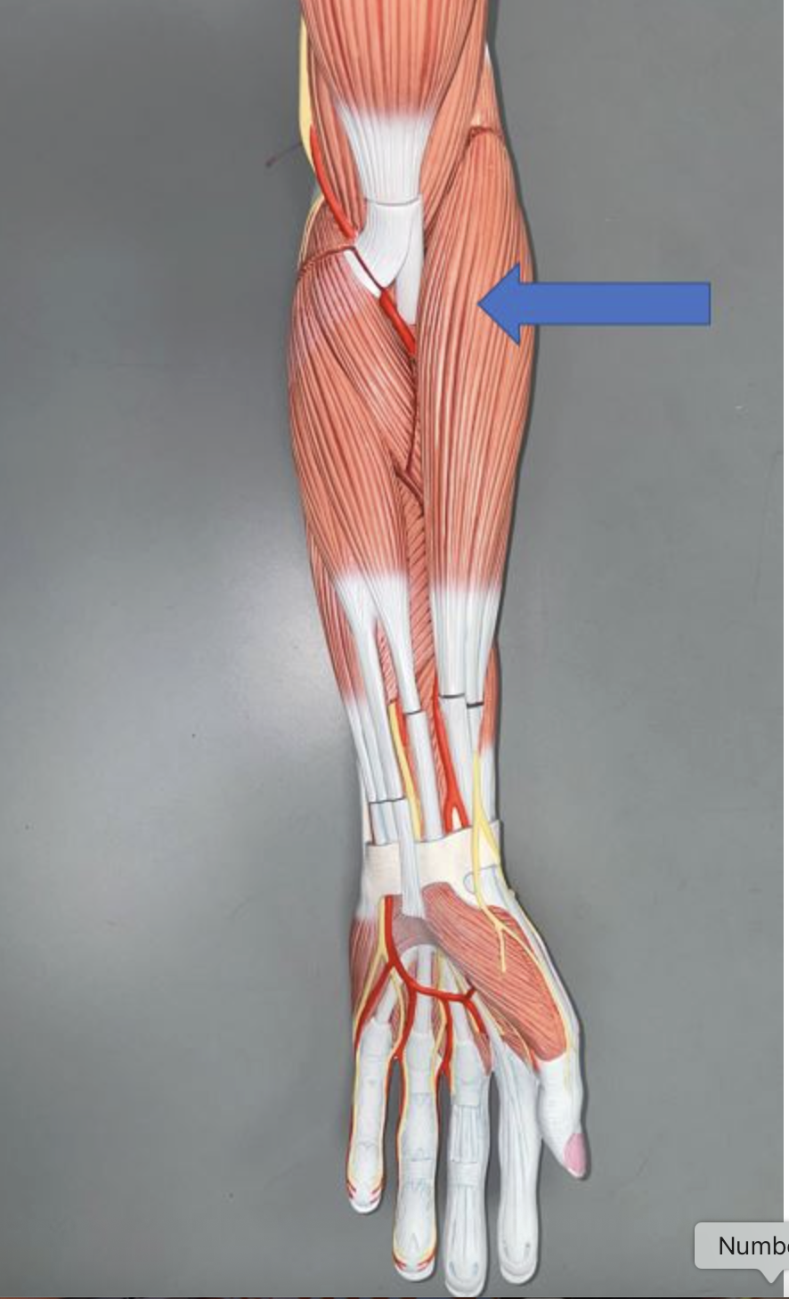 <p>muscle name & function</p>