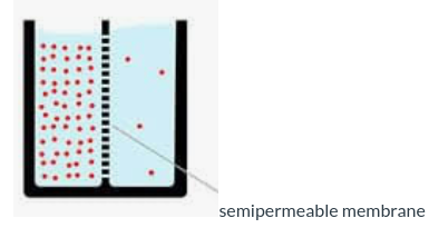 <ol><li><p>Use the following diagram to answer the question. What direction will the solute diffuse across the semipermeable membrane?</p><ol><li><p>From the left to right</p></li><li><p>The molecules will not diffuse, they are equilibrium</p></li><li><p>From right to left</p></li></ol></li></ol>