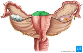 <p>Female (fund) uterus</p>