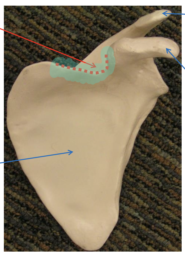 <p>Name the highlighted region.</p>