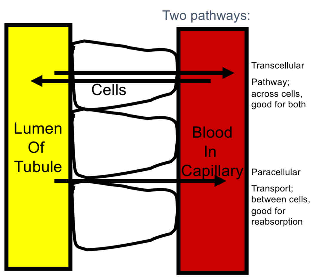 <ol><li><p>Primary Active Transport: actual “pump”, usually against the concentration gradient. REQUIRES ATP</p></li><li><p>Secondary Active Transport: moves with concentration gradient. USES ATP INDIRECTLY</p></li><li><p>Passive Transport: Diffusion.</p></li><li><p>Pinocytosis: not a major player, but useful for reacquiring larger proteins.</p></li></ol>