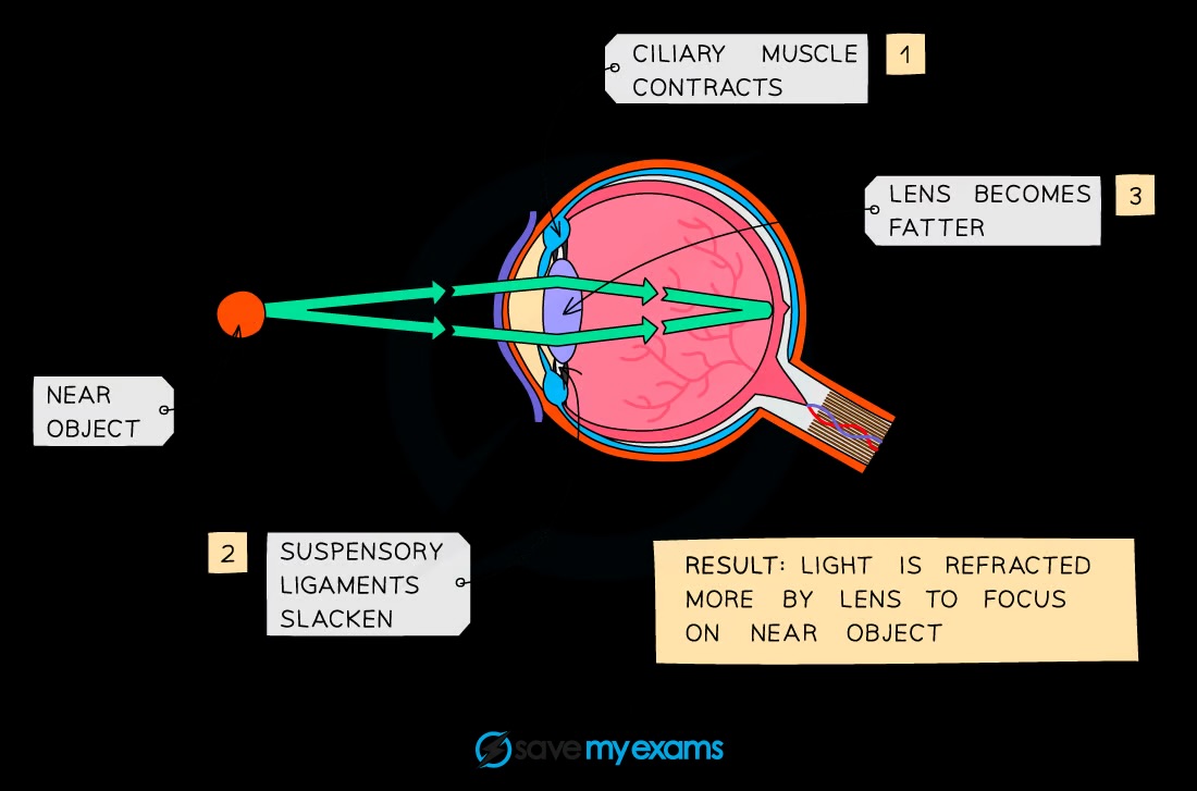 <p>Focusing on near or distant objects by changing lens shape using ciliary muscles and suspensory ligaments</p>