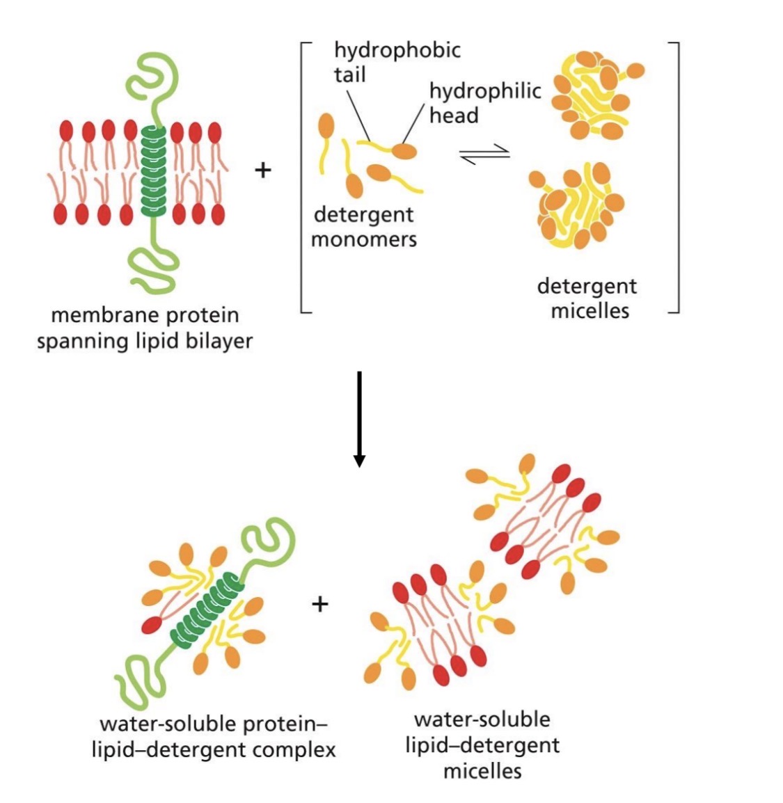 <p>Mild detergent: denatured bilayer but not protein</p><ul><li><p>hydrophilic head and hydrophobic tail</p></li><li><p>forms micelles in aqueous solution</p></li></ul><p>.</p><ul><li><p><span style="color: rgb(125, 255, 103);">forms water soluble complexes with amphipathic protein and membrane lipids</span></p></li></ul><p></p>