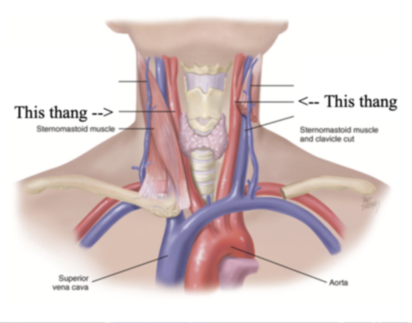 <p>The major neck vessel that carries oxygenated blood from the heart to the head</p>