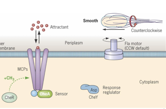 <ul><li><p>Attractant binds to MCP, inhibiting CheA autophosphorylation</p></li><li><p>No active CheA means no active CheY causing counterclockwise flagella motion (run)</p></li><li><p>Methylations of MCP resets conformation, allowing CheA to activate again, requiring higher attractant levels to inhibit it again</p></li><li><p>accommodation ensures bacteria moves towards increasing attractant concentration</p></li></ul><p></p>