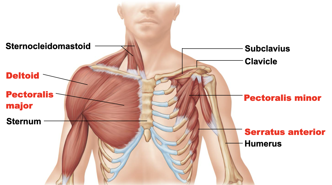 <p>pectoralis major</p>