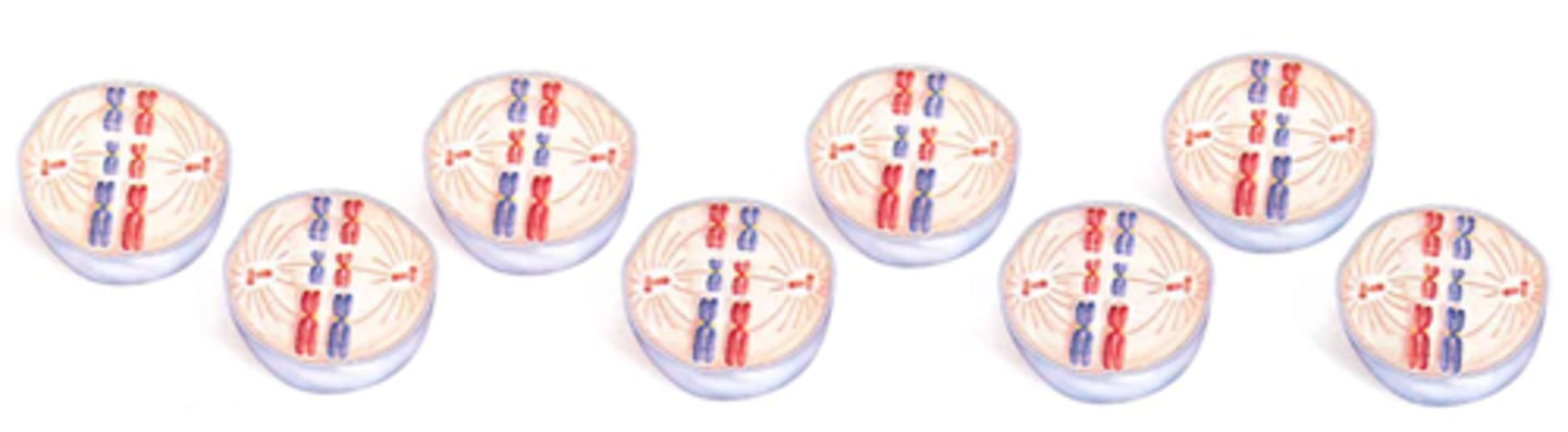 <p>When the first allele bonds with the third and fourth allele. Then, the second allele bonds with the third and fourth again.</p>