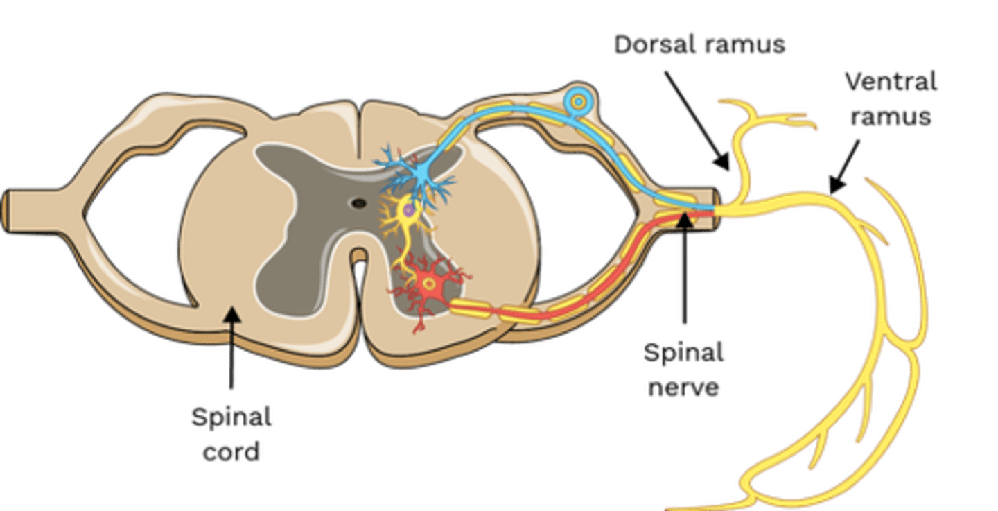 <p>• Posterior Rami</p>