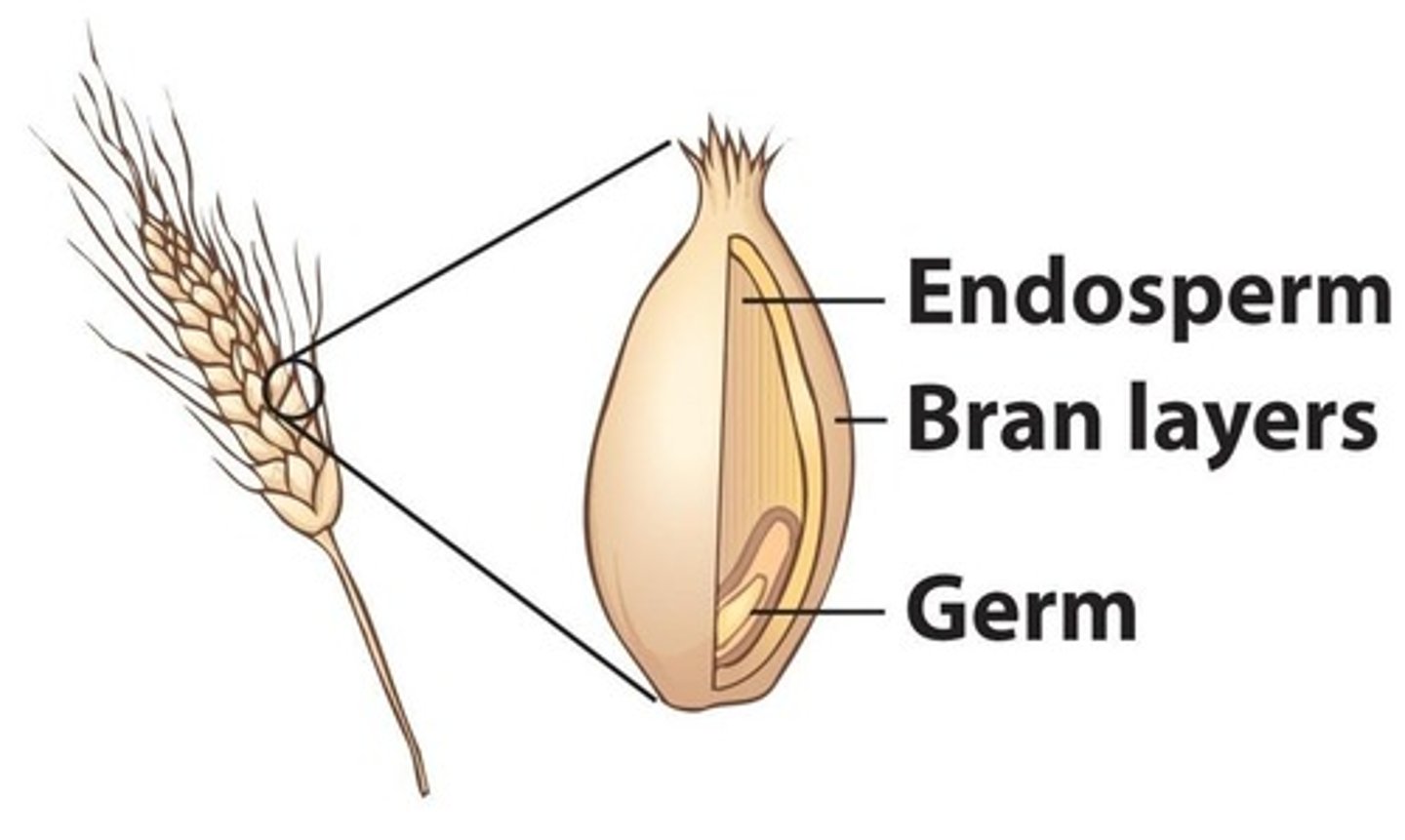 <p>Outer layer of grain; high in fiber.</p>