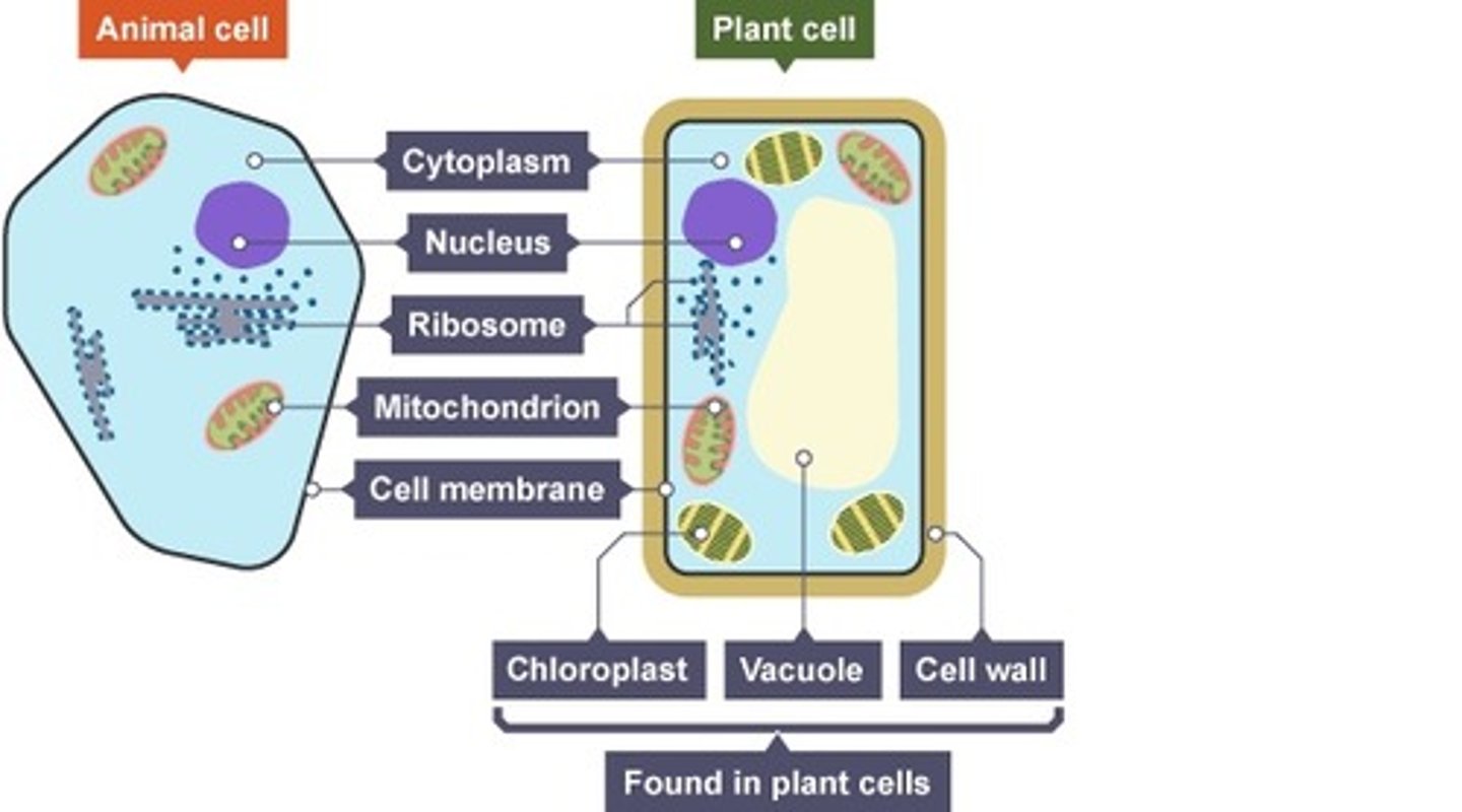 <p>chloroplast, vacuole, cell wall</p>